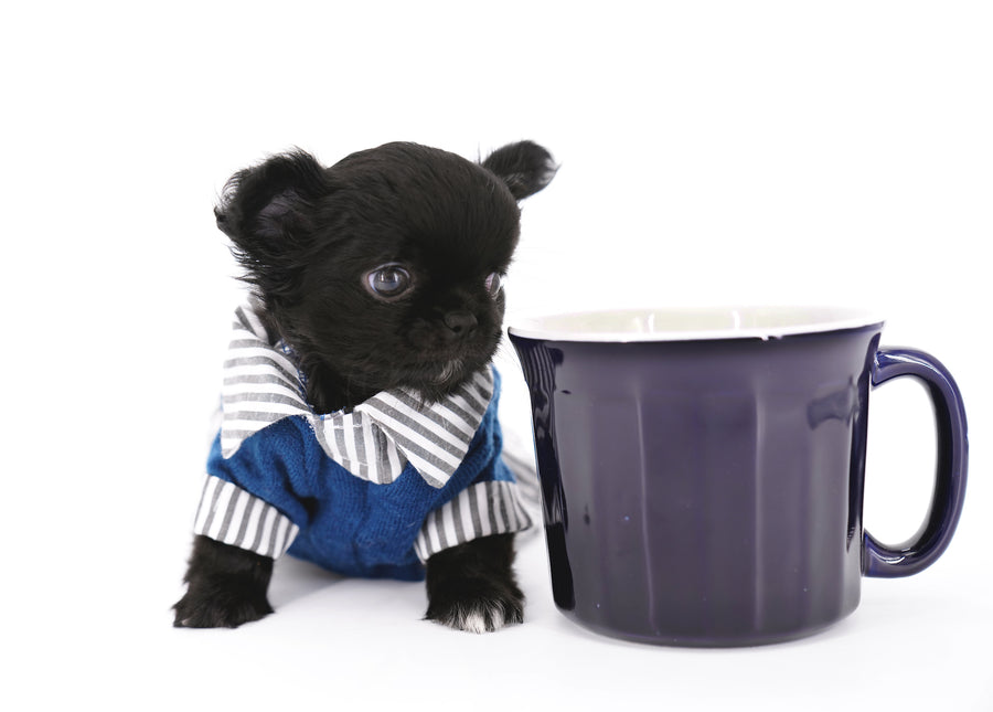 Konay LC Teacup Extreme short muzzle