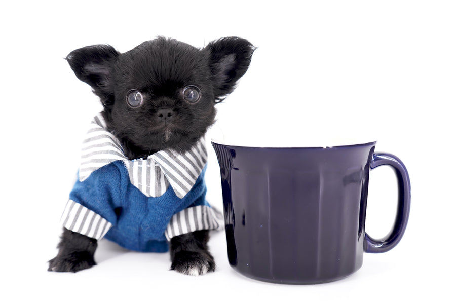 Konay LC Teacup Extreme short muzzle