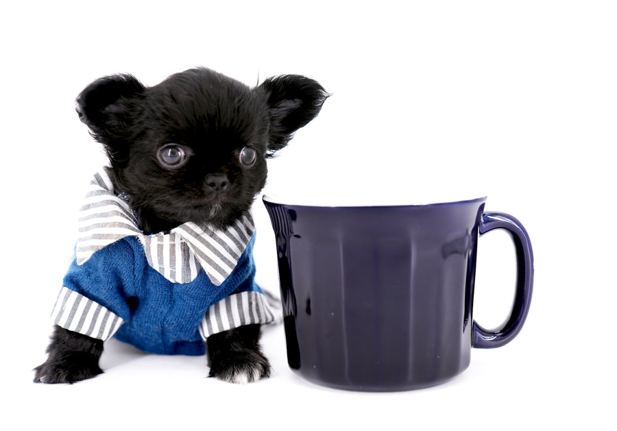 Konay LC Teacup Extreme short muzzle