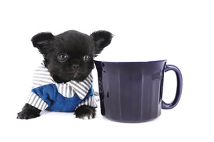 Konay LC Teacup Extreme short muzzle