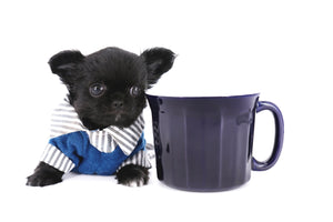 Konay LC Teacup Extreme short muzzle