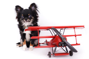 Birkin Doll  Extreme Short Muzzle Boy