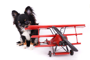 Birkin Doll  Extreme Short Muzzle Boy