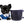 Konay LC Teacup Extreme short muzzle
