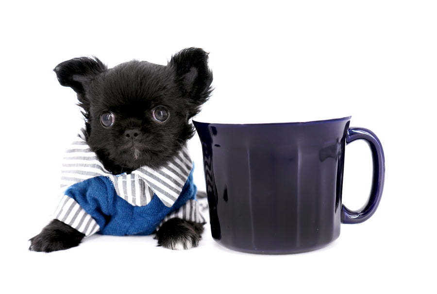 Konay LC Teacup Extreme short muzzle