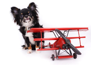 Birkin Doll  Extreme Short Muzzle Boy