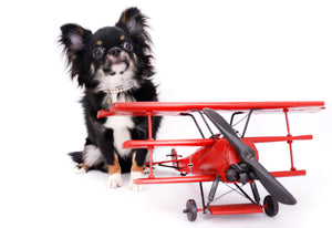 Birkin Doll  Extreme Short Muzzle Boy