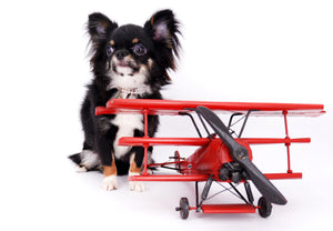 Birkin Doll  Extreme Short Muzzle Boy