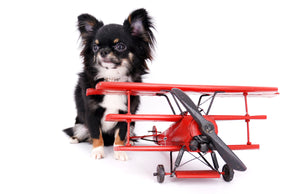 Birkin Doll  Extreme Short Muzzle Boy