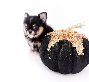 Melanie Micro Teacup Tricolor Girl