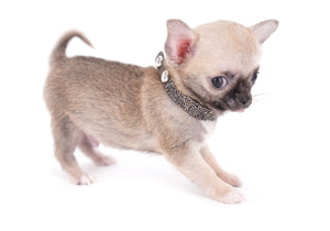 Milan West  Teacup SC Blue Fawn Boy