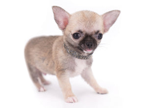 Milan West  Teacup SC Blue Fawn Boy