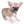 Milan West Teacup SC Blue Fawn Boy