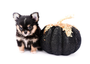 Melanie Micro Teacup Tricolor Girl