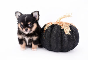 Melanie Micro Teacup Tricolor Girl