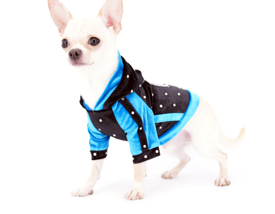 Liam Marcus Teacup Short Muzzle SC Boy