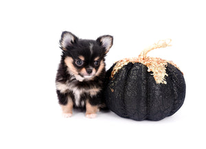 Melanie Micro Teacup Tricolor Girl