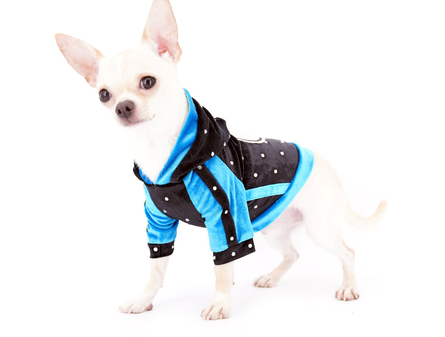 Liam Marcus Teacup Short Muzzle SC Boy