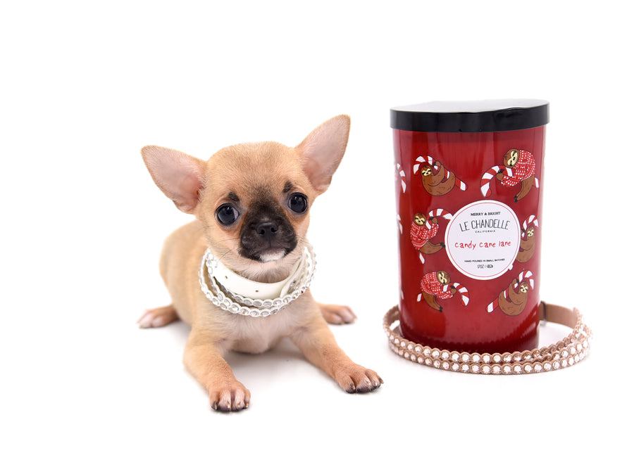 Melody Micro Teacup Sable Girl