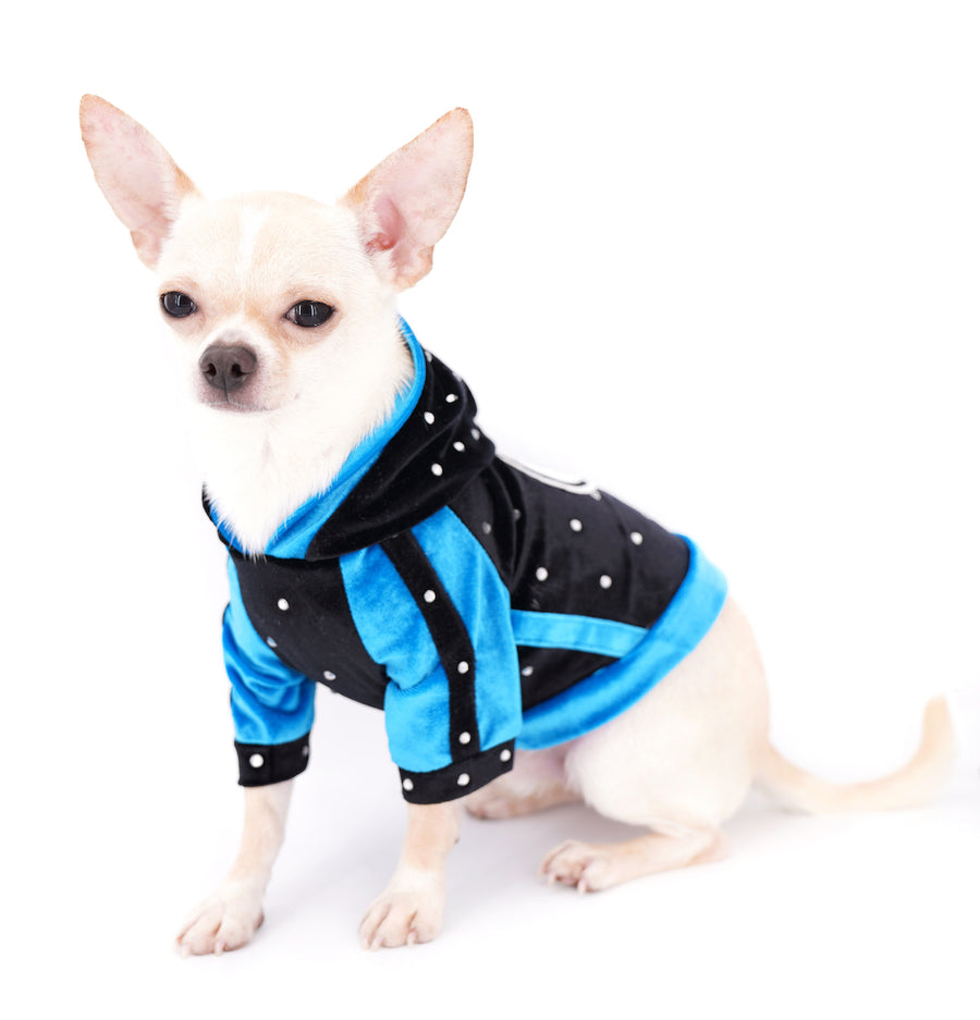 Liam Marcus Teacup Short Muzzle SC Boy