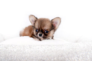 Miny is a micro teacup LC Sable Boy