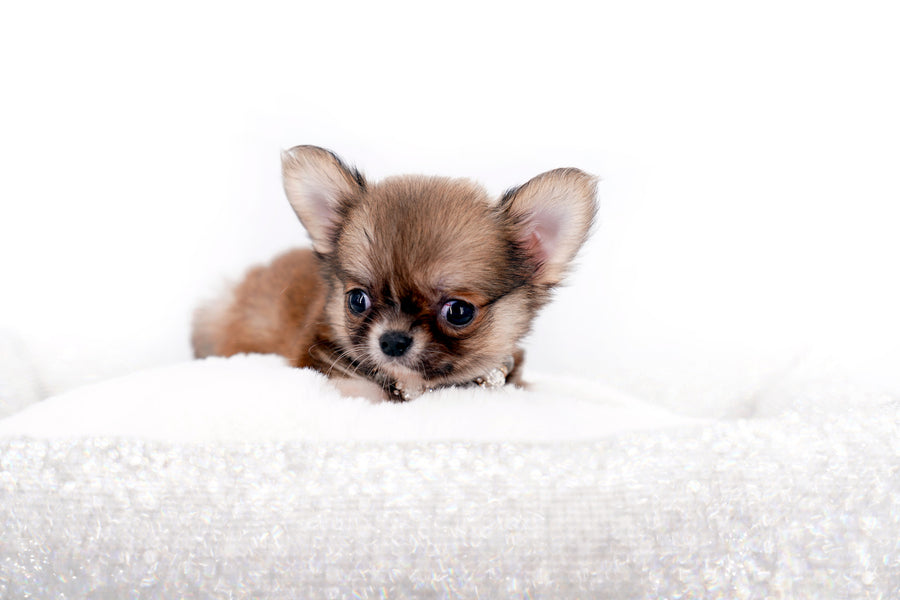 Miny is a micro teacup LC Sable Boy