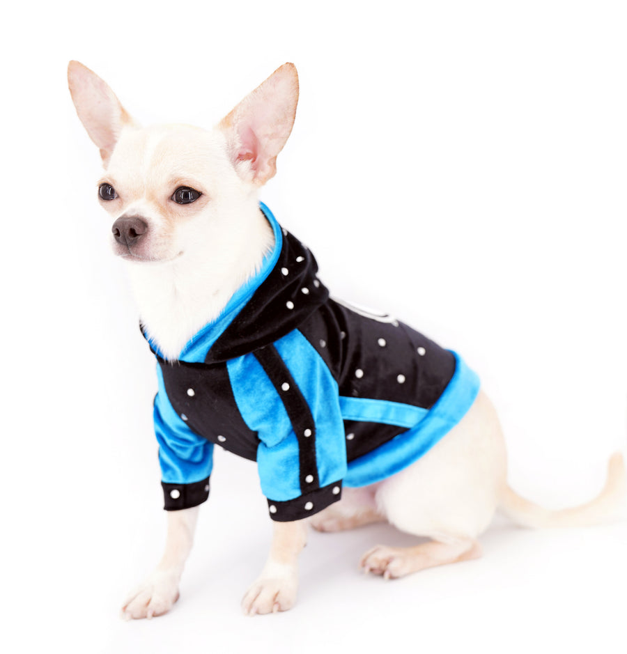 Liam Marcus Teacup Short Muzzle SC Boy