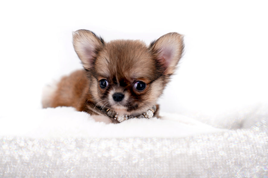 Miny is a micro teacup LC Sable Boy