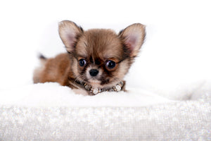 Miny is a micro teacup LC Sable Boy