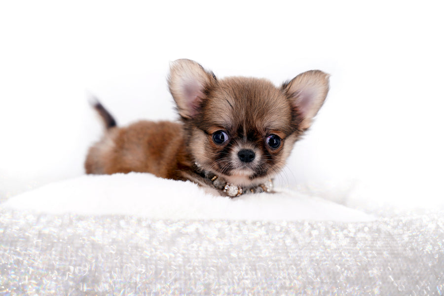 Miny is a micro teacup LC Sable Boy