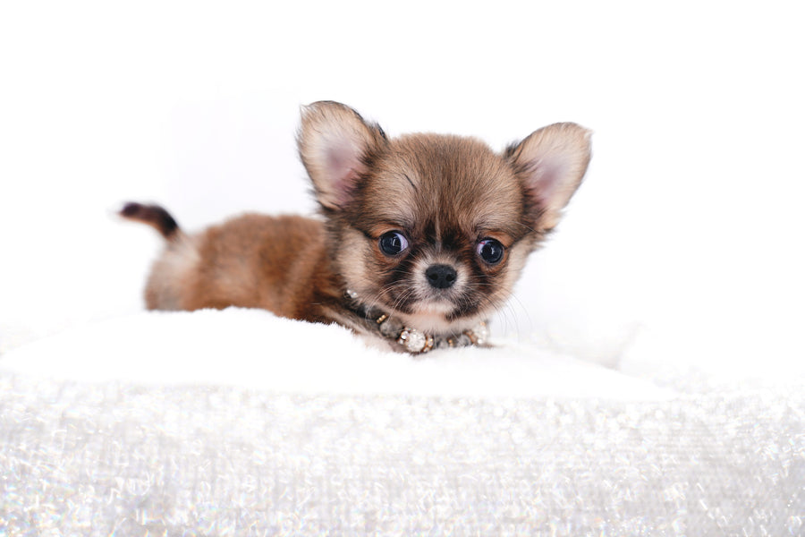 Miny is a micro teacup LC Sable Boy