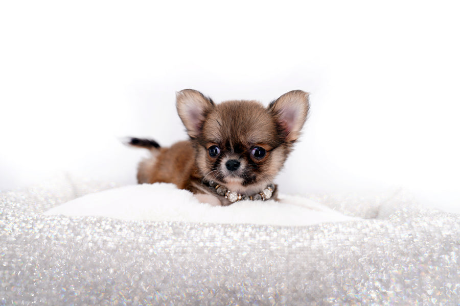Miny is a micro teacup LC Sable Boy