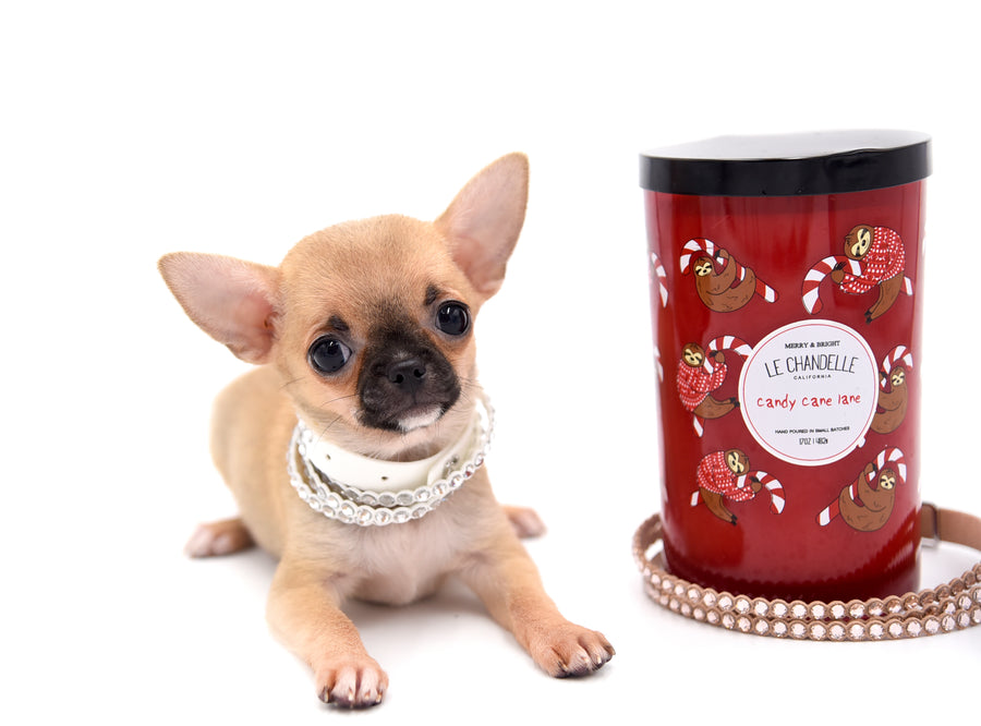Melody Micro Teacup Sable Girl