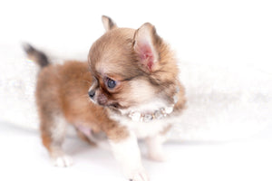 Miny is a micro teacup LC Sable Boy