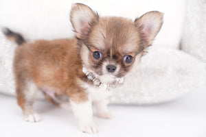 Miny is a micro teacup LC Sable Boy