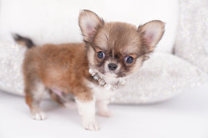 Miny is a micro teacup LC Sable Boy