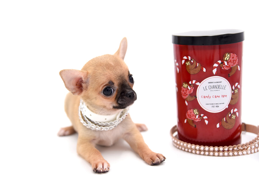 Melody Micro Teacup Sable Girl