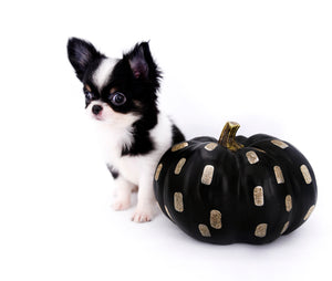 Smore Boy Just perfection