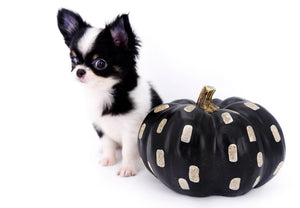 Smore Boy Just perfection