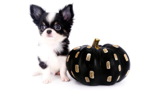 Smore Boy Just perfection