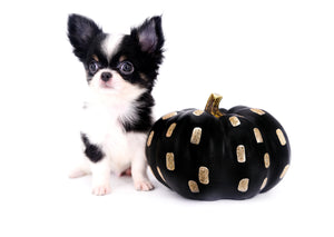 Smore Boy Just perfection