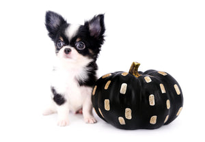 Smore Boy Just perfection