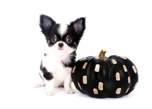 Smore Boy Just perfection