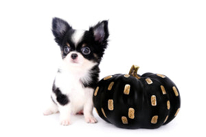 Smore Boy Just perfection