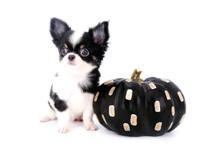 Smore Boy Just perfection