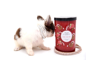 Lilly Nelly Extreme Short Muzzle White Chocolate Girl