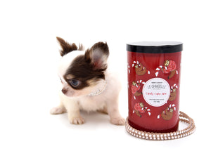 Lilly Nelly Extreme Short Muzzle White Chocolate Girl