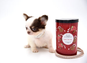 Lilly Nelly Extreme Short Muzzle White Chocolate Girl