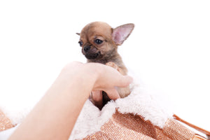 Mini Micro Girl