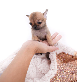 Mini Micro Girl